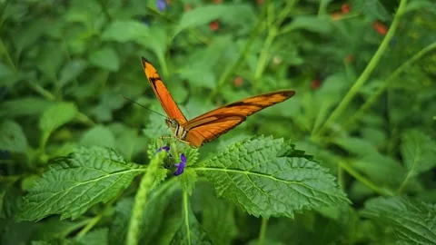 Close up view of an orange butterfly in slow motion Stock Footage 256430107