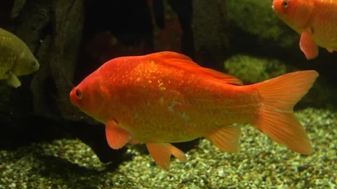 Close view of orange carp Stock Footage 258973815