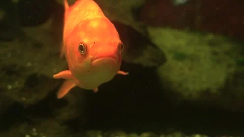 Close view of an orange carp Stock Footage 272811183