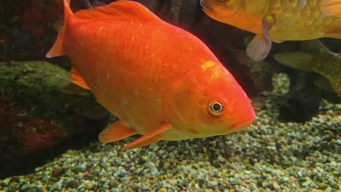 Close view of an orange carp Stock Footage 295322639