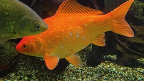 Close view of an orange carp Stock Footage 295323535