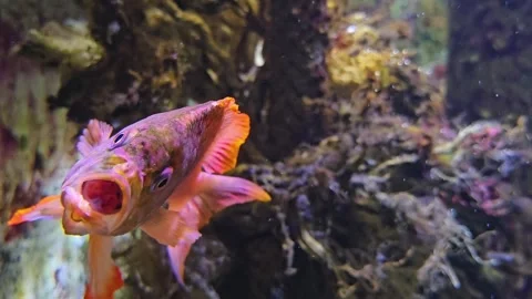 Close view of orange cichlid fish Stock Footage 272662990