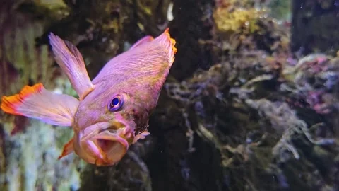Close view of orange cichlid fish Stock Footage 275559448