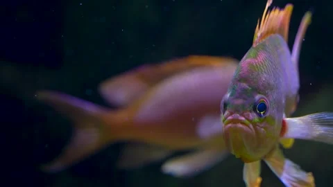 Close view of orange cichlid fish  Stock Footage 278014240