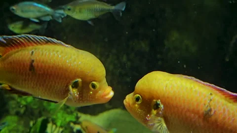 Close view of orange cichlid Stock Footage 269552034