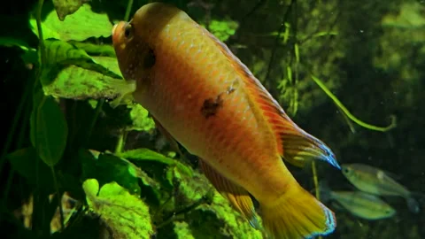 Close view of orange cichlid Stock Footage 269552119
