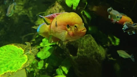 Close view of orange cichlid Stock Footage 269552250