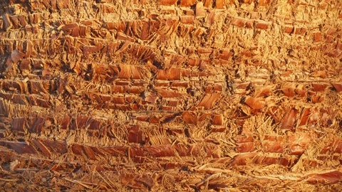 Close up view of orange dry palm tree bark on sunny day. Macro shot 스톡 동영상 109449298