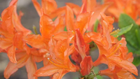 A close up view of an orange flower. Stock Footage 284574854