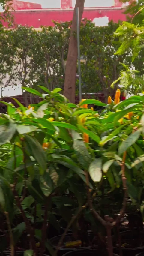 Close up view of orange flowers and green foliage in a tropical garden in Mexico Vídeo Stock 343969701