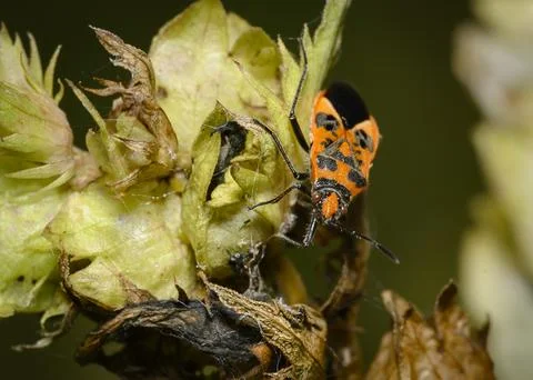 A close-up view of an orange forest bug on a withering leaf in the forest Stock Photos