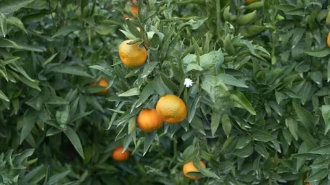 Close view of orange fruit growing on tree branches, food marketing video for Stock Footage 329280583