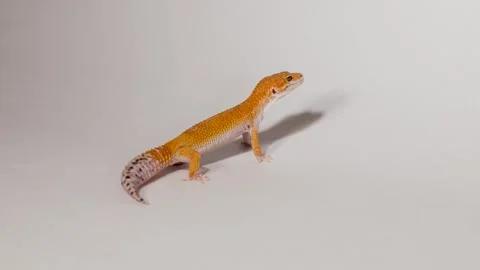 A close-up view of an orange gecko, with its tail, body, and head visible, .. Stock Footage 332628091