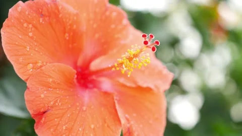 Close-up view of orange Hibiscus flower Stock Footage 147704833