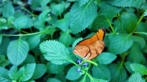 Close view of an orange Julia Heliconian butterfly in slow mo Stock Footage 297136359