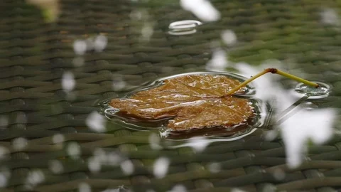 Close up view of orange leaf floating on the flat water surface . Stock Footage 94325867