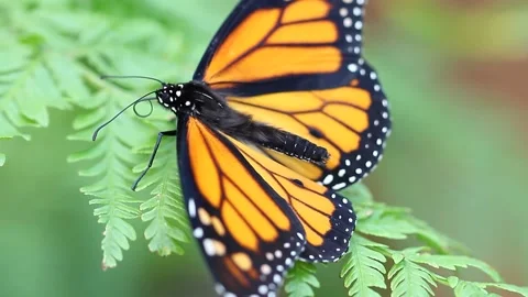 Close up view of orange Monarch Butterfly on a leaf 스톡 동영상 219630965