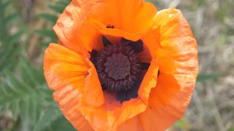 A close-up view of an orange poppy. Stock Footage 131231190