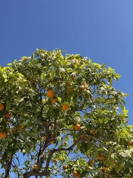 Close view of orange tree branches full of fruits against bright sky. Natural Stock Photos