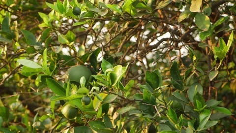 Close view of orange tree with green oranges Video stock 151956791