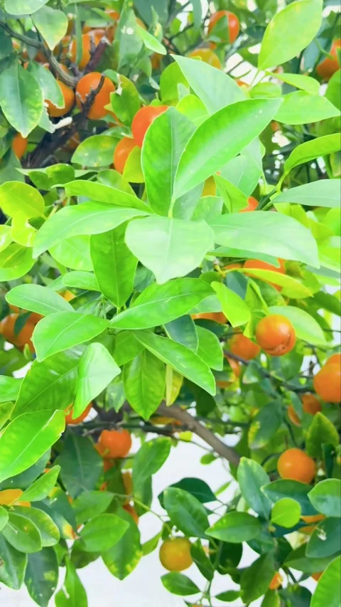 Close-up view of orange tree with ripe fruits and lush green leaves moving Stock-Footage 320847679