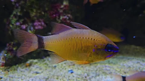 Close view of an Orange tropical fish Stock Footage 253059362