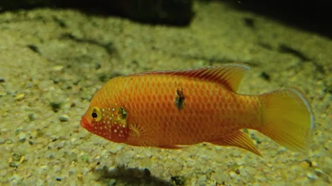 Close view of an orange tropical fish Stock Footage 266158809