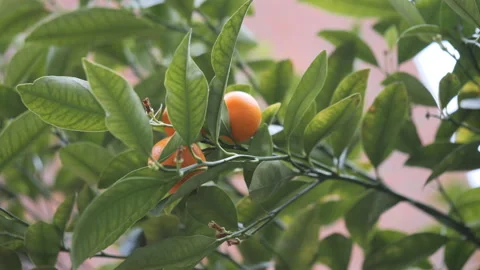 A close up view of oranges on a branch. Stock Footage 169466011