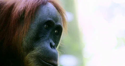 Close up view of Orangutan face profile. Wildlife animals 4K nature background Stock Footage