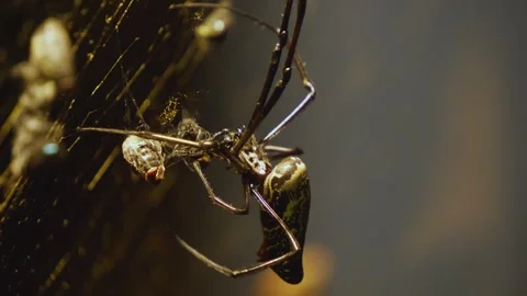 Close view of an orb weaver spider Stock Footage 257119236