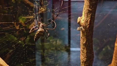 Close up view of an orb weaver spider Stock Footage 259475198