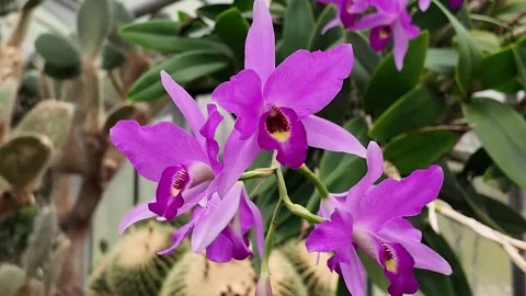 Close up view of orchid blossom Stock Footage 296399268