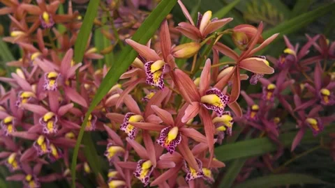Close view of an orchid flower with pan Stock Footage 270362095