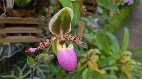 A close view of orchid flowers Video stock 277380139