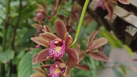 A close view of orchid flowers Stock Footage 277380209