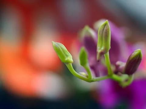 Close-up View of an Orchid Stock Photos
