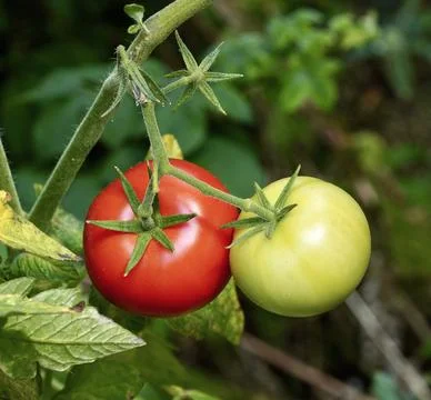 Close up view of organic tomatoes at the garden Foto stock