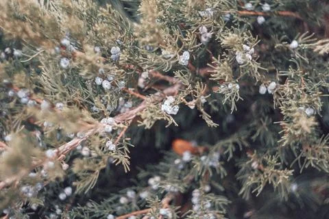 Close-up view of oriental arborvitae branches with green foliage and small .. Stock Photos
