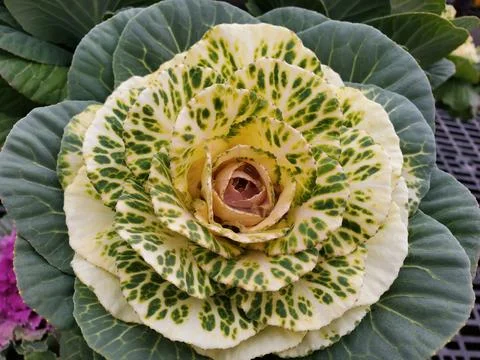 Close-up view of an ornamental cabbage, showcasing its intricate pattern. Stock Photos