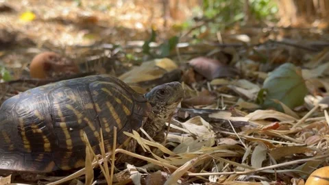 Close-up View Of Ornate Box Turtle On A Sunny Day. Stock Footage 291065113