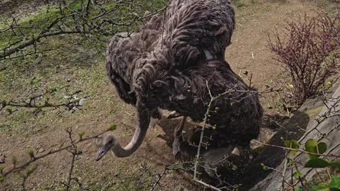 Close view of an ostrich Stock Footage 271161609