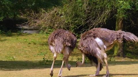 Close view of an ostrich grassing Stock Footage 253493011