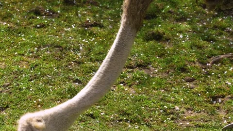 Close view of an ostrich head Stock Footage 270882564