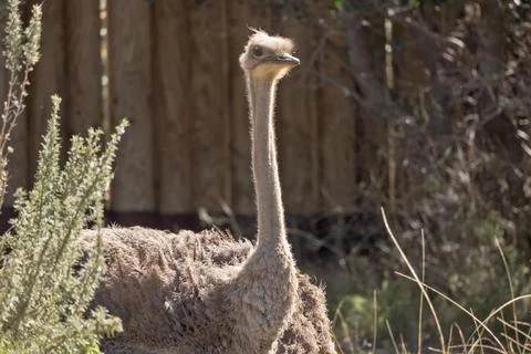 Close up view of an ostrich Stock Photos