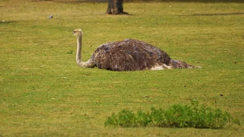 Close view of an ostrich resting Stock Footage 254169779