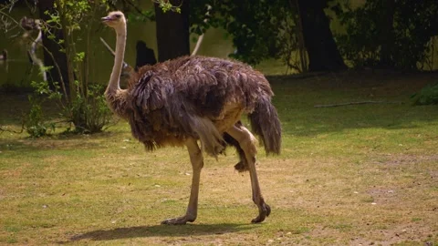 Close view of an ostrich walking  Stock Footage 254175166