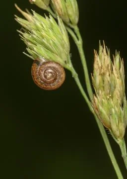 Close up view ot a red snail on a green ear of grass Foto stock