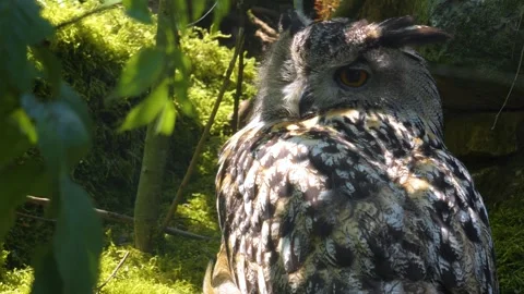 Close view of an owl head Stock Footage 260418312