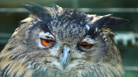 Close view of an owl head Stock Footage 272803889