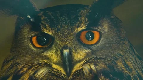 Close view of an owl head  Stock Footage 274239866